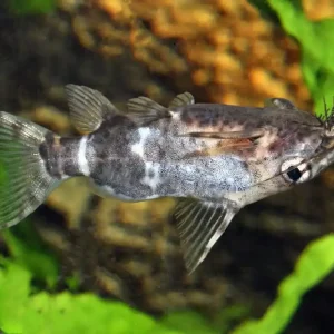Schneller Versand Rückenschwimmender Kongowels (Synodontis nigriventris)